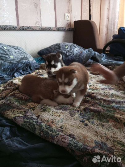 Сибирский хаски