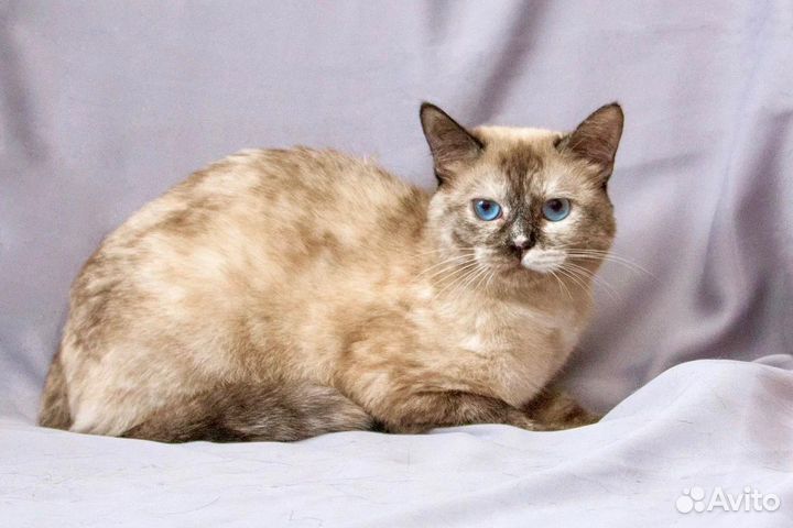 Уникальная голубоглазая кошка Мозаика в дар