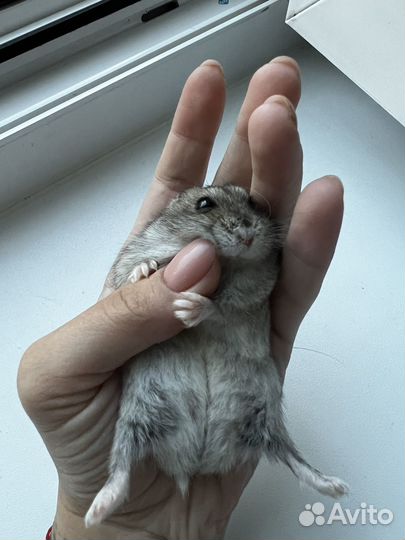 Джунгарский хомяк бесплатно