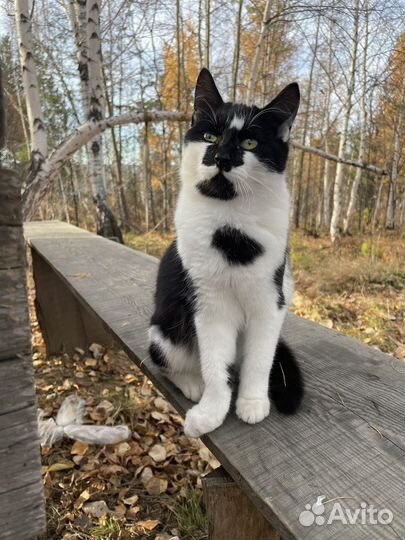 Котята бесплатно