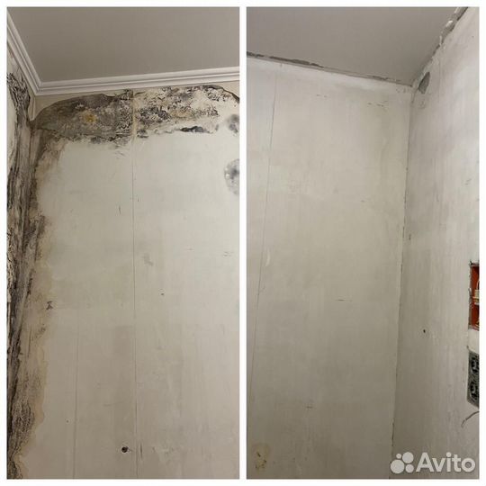 Уничтожение плесени дезинфекция