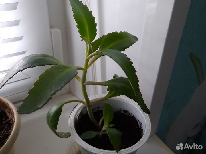 Каланхоэ лечебное