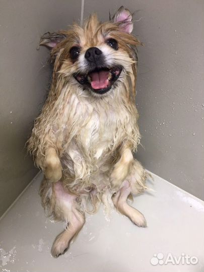 Требуются модели на стрижку