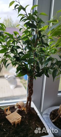 Фикус Пандора