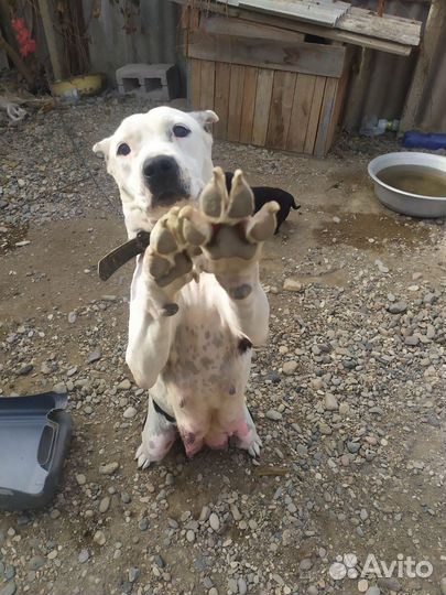 Щенок мама аммстафф папа негодяй