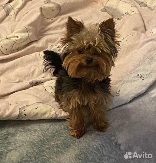 Йоркширский терьер вязка мальчик мини