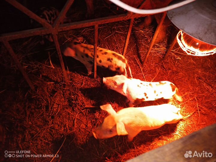 Сельхозживотные