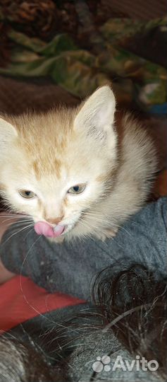 Котята прямоухие и вислоухие шотландцы