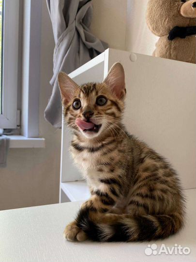 Бенгальские котята