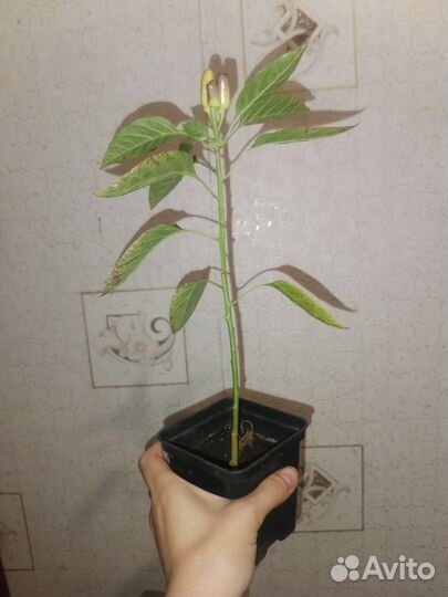 Рассада перец острый огонек, алоэ растение