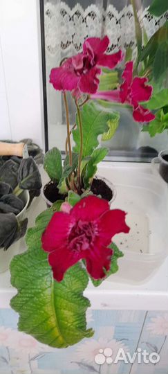 Стрептокарпусы