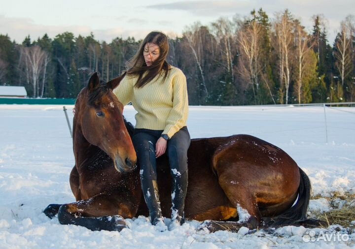 Лошадь в аренду