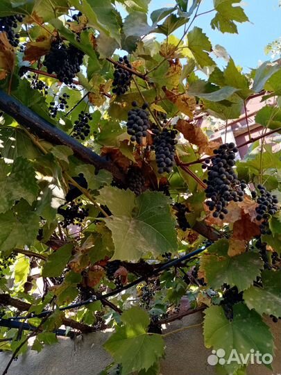 Продам виноград