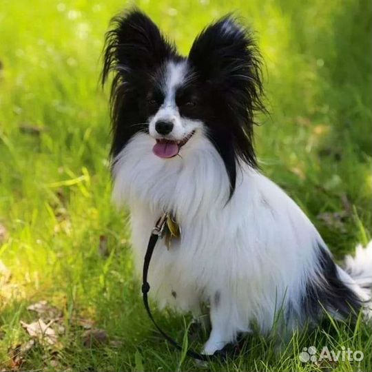 Щенки папийона