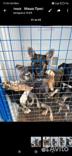 Щенки метисы от овчарки