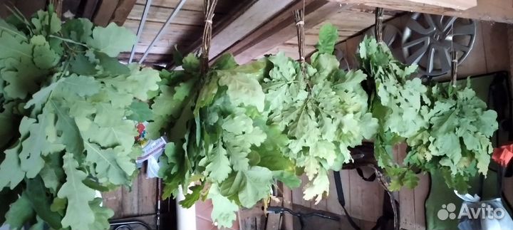 Дубовые веники для бани