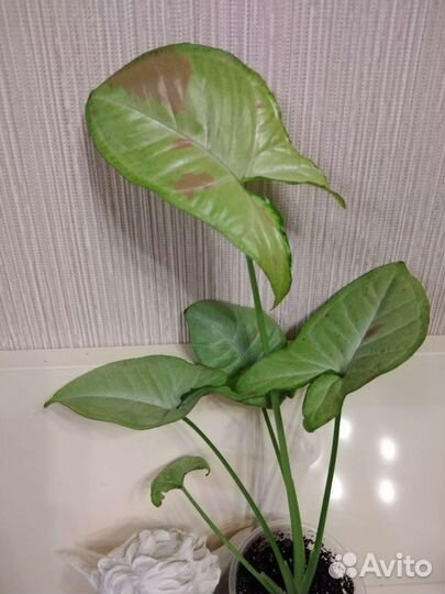 Сингониумы сортовые