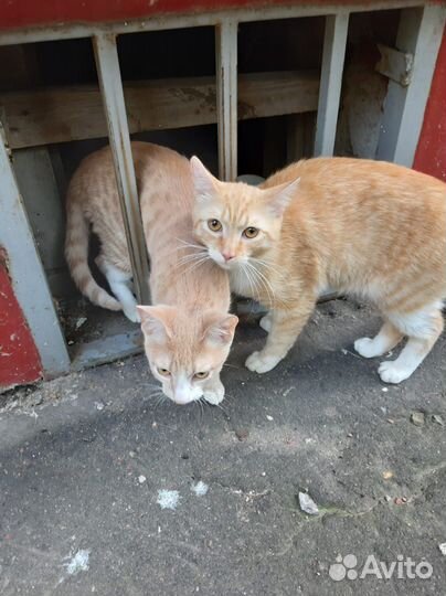 Рыжики пропадают