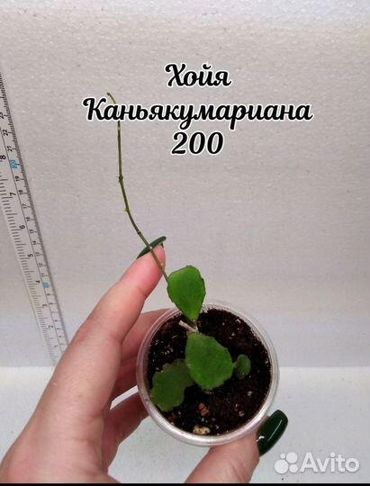 Хойя 4 часть 26.04.24