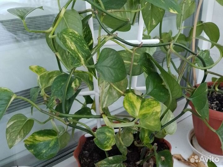 Сциндапсус,эпипрениум, комнатные цветы
