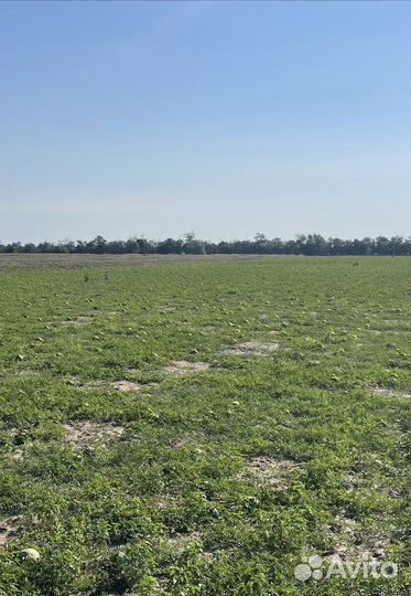 Арбузы с доставкой