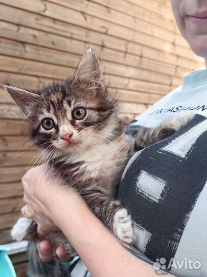 Котята в дар