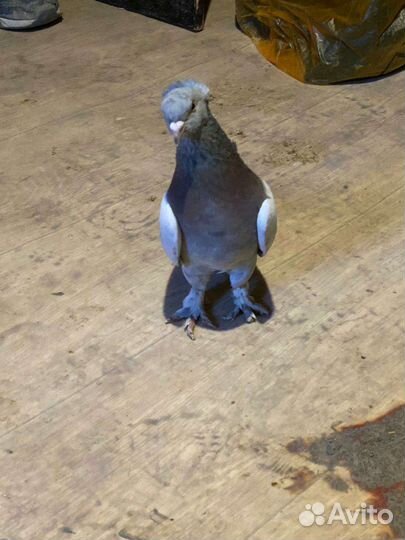 Продажа голубей