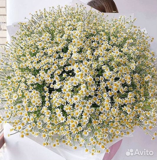 Ромашки Букет из ромашек доставка