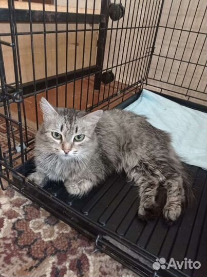 Няша ищет дом