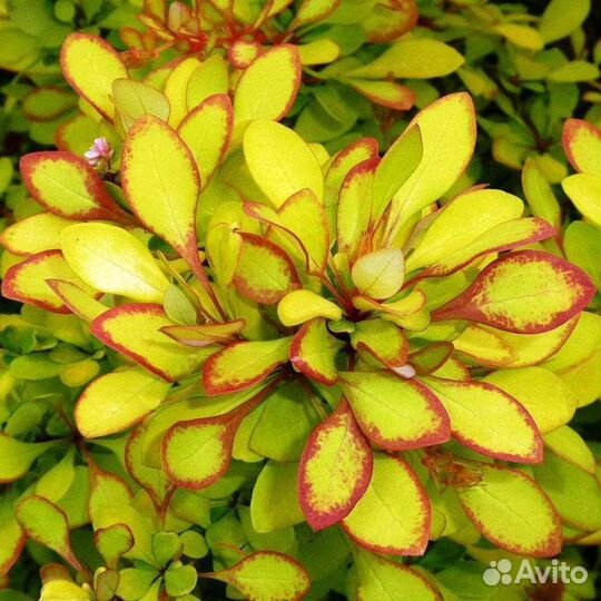 Барбарис Мария