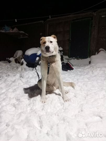 1 год алабай родословная хорошая