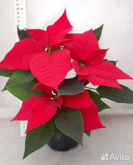 Рождественская звезда