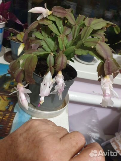 Декабрист шлюмбергера