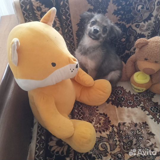 Щенок в добрые руки бесплатно