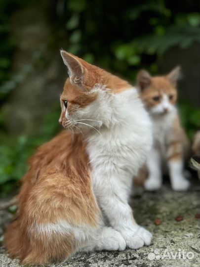 Котята в добрые руки мальчики рыжие