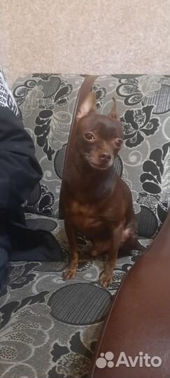 Мини той-терьер