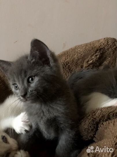 Степан котенок