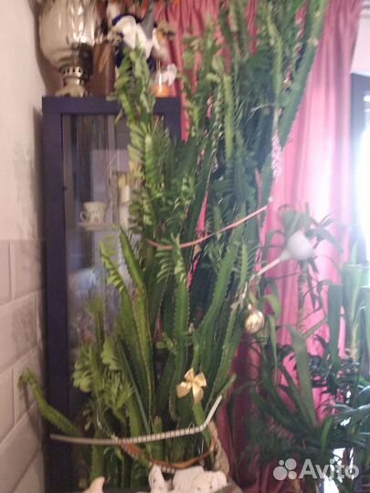 Молочай трехгранный 200 см