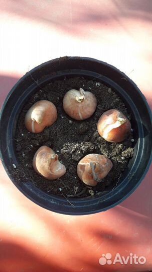 Тюльпаны для сада