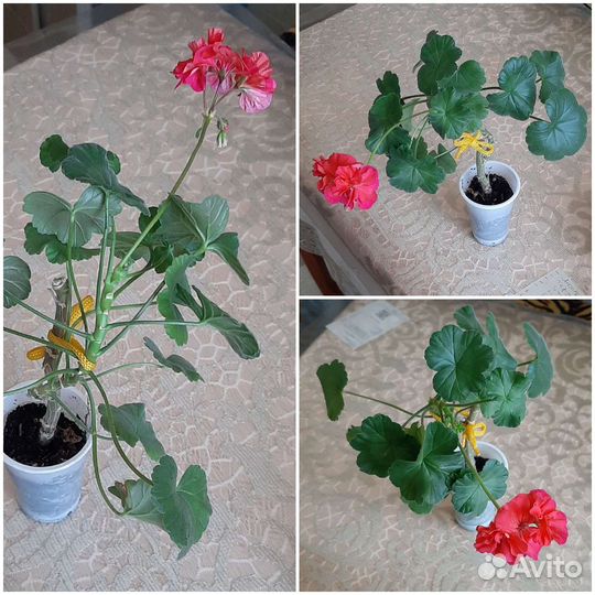 Пеларгония герань