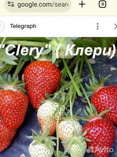 Клубника сорт Клери