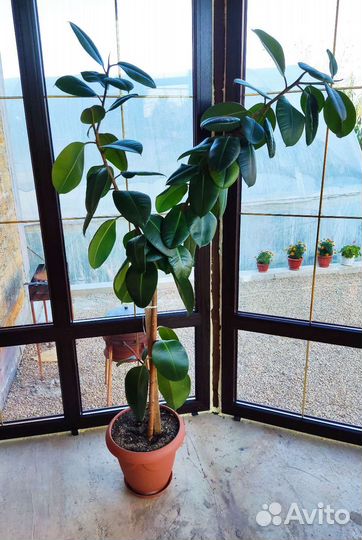 Фикус каучуконосный большой
