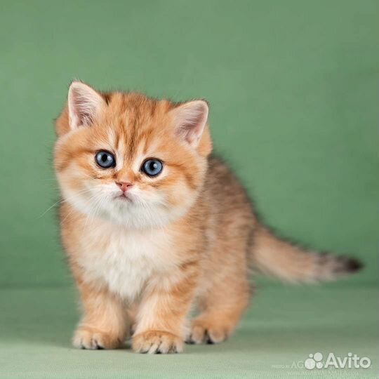 Британская девочка золотой вискас