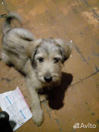 Щенок, девочка