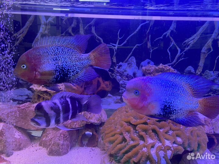 Уборка и чистка аквариума