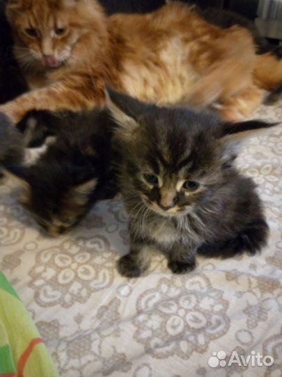 Котята мейн-кун