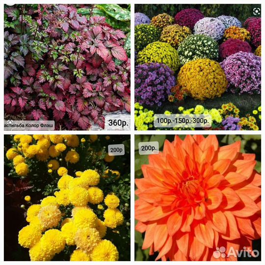 Астильбы, Хосты