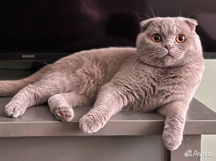 Кот для вязки, Шотландец