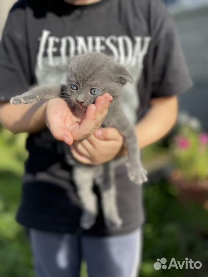 Шотладские вислоухие котята