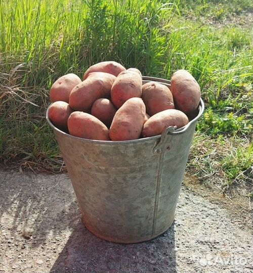 Картофель дачный